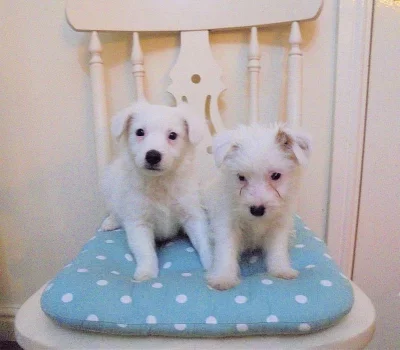 Čistokrevný Jack Russell teriér